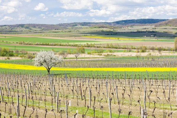 Winnica Wiosną Pobliżu Retz Austria — Zdjęcie stockowe