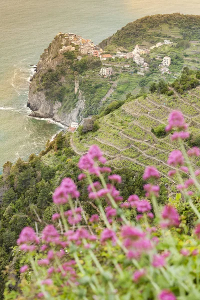 Vinhas Costa Cinque Terre Itália — Fotografia de Stock