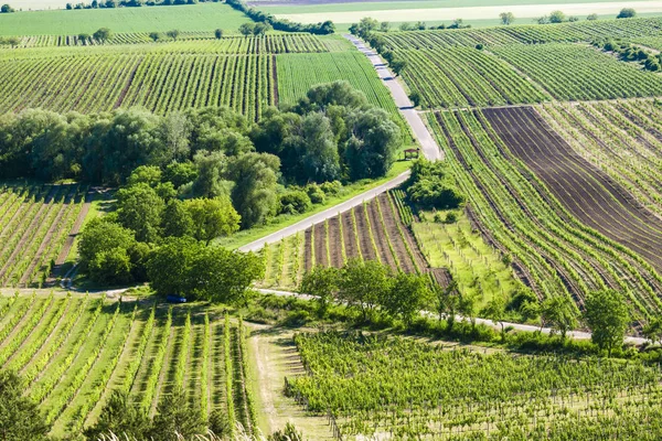 Viñedos Cerca Velke Bilovice República Checa — Foto de Stock