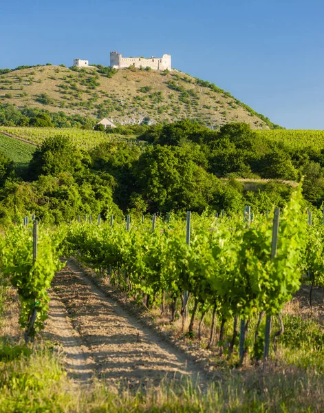 Viñedos Castillo Devicky Palava Región Moravia República Checa — Foto de Stock