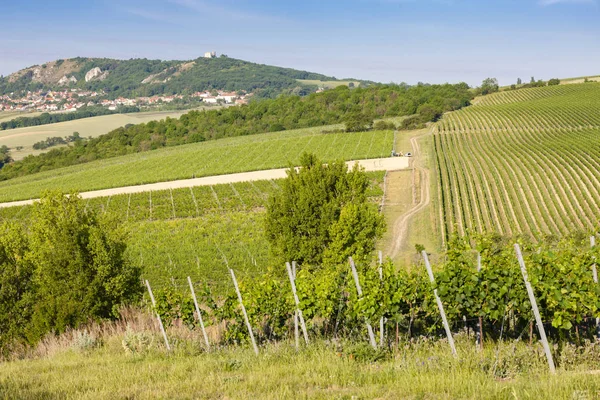 Wijngaarden Palava Moravië Tsjechië — Stockfoto