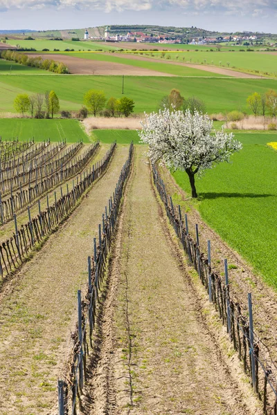 Lente Wijngaard Buurt Van Retz Oostenrijk — Stockfoto