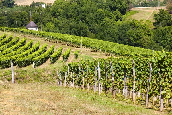 Vineyard Jurancon France — Stock Photo, Image