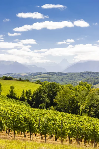 Viveiros Jurancon Francia — Fotografia de Stock