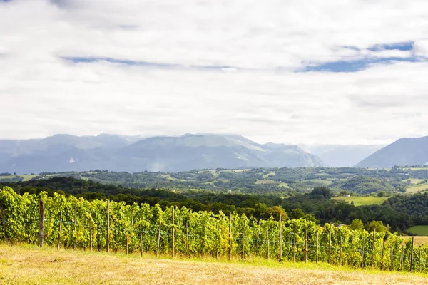 Viveiros Jurancon Francia — Fotografia de Stock