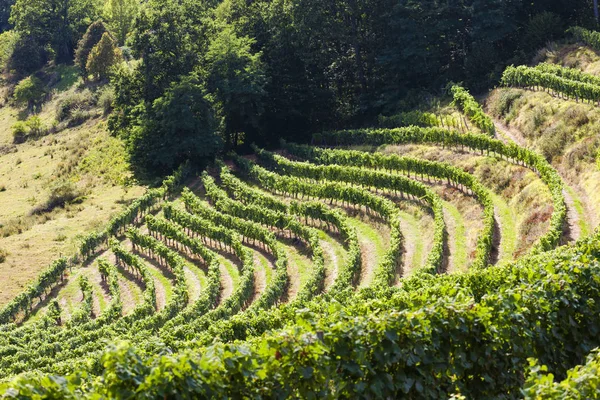 Viñedo Jurancon Francia — Foto de Stock