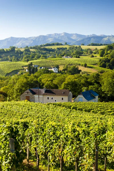 Wijngaard Jurancon Frankrijk — Stockfoto