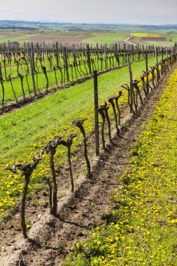 bahar bağ yakınındaki Retz, Avusturya