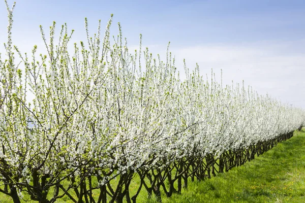 Blommande Aprikos Orchard Våren — Stockfoto