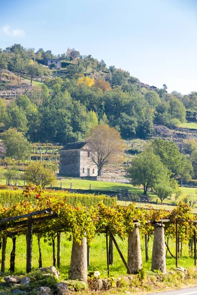 Winnica Dolina Aosty Włochy — Zdjęcie stockowe
