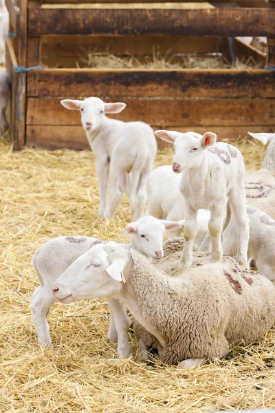 Sheep Farm — Stock Photo, Image