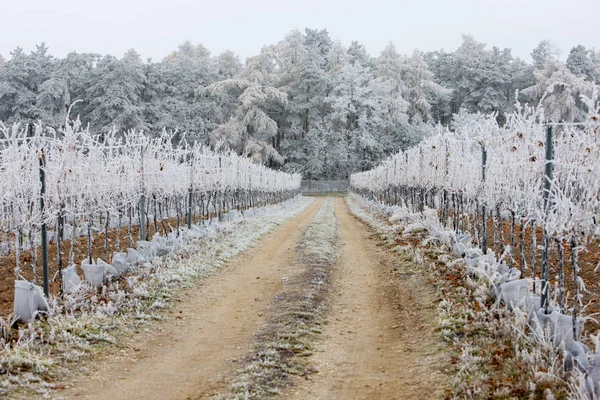 Vignobles Hiver Région Znojmo République Tchèque — Photo