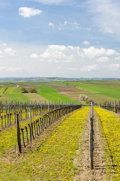 Winnica Wiosną Pobliżu Retz Austria — Zdjęcie stockowe