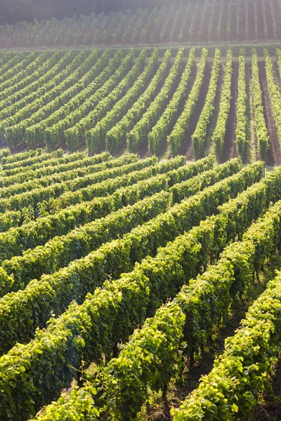 Winnice Pobliżu Saint Emilion Bordeaux Francie — Zdjęcie stockowe