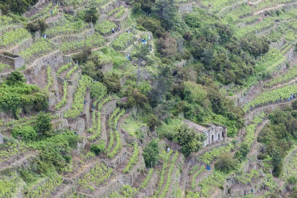 Sahildeki Üzüm Bağları Cinque Terre Talya — Stok fotoğraf