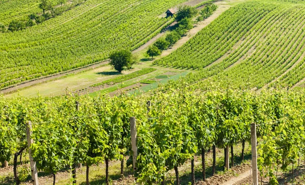 Winnice Palava Region Morawy Republika Czeska — Zdjęcie stockowe