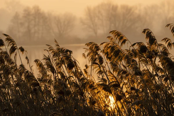 Sunrice Jaroslavice Pond Czech Republic — Stock Photo, Image