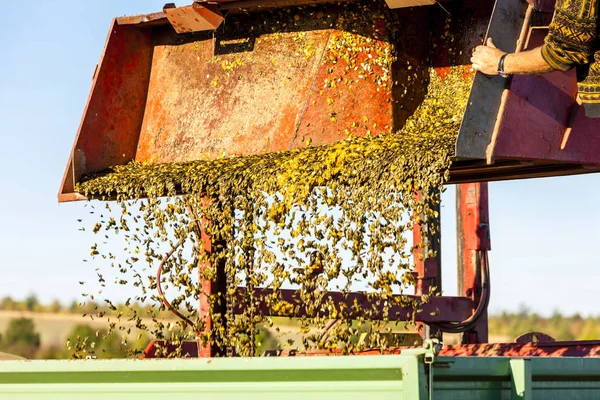 Harvest Wine Autumn — Stock Photo, Image