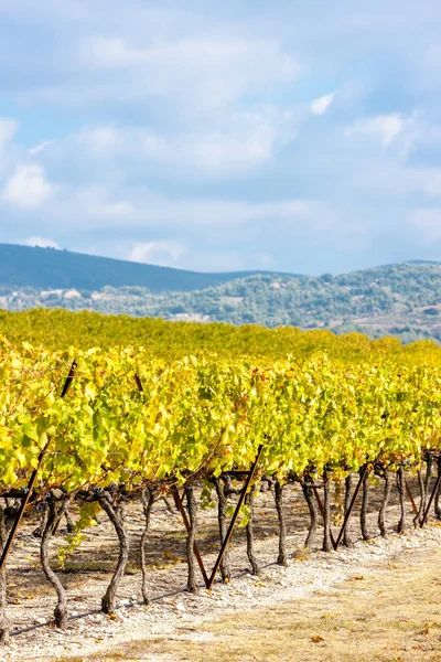 Autumn Vineyards France — Stock Photo, Image