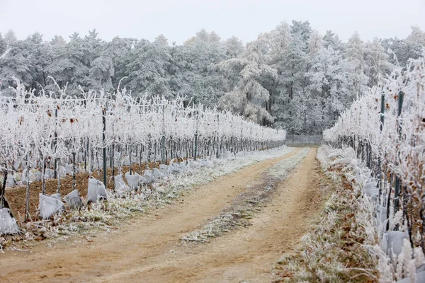 Vignobles Hiver Région Znojmo République Tchèque — Photo