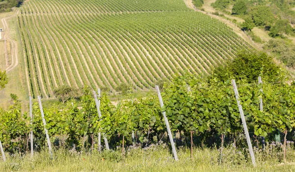 Viñedos, Palava, Región de Moravia, República Checa — Foto de Stock