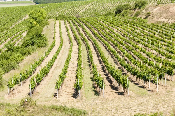 Vinhas, Palava, região da Morávia, República Checa — Fotografia de Stock