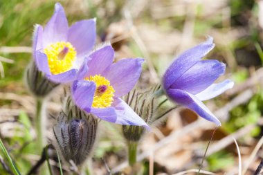 NP Podyji 'de çukur, Çek Cumhuriyeti