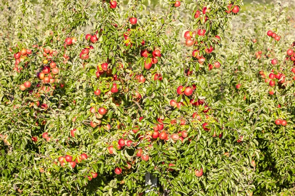 Яблука восени — стокове фото