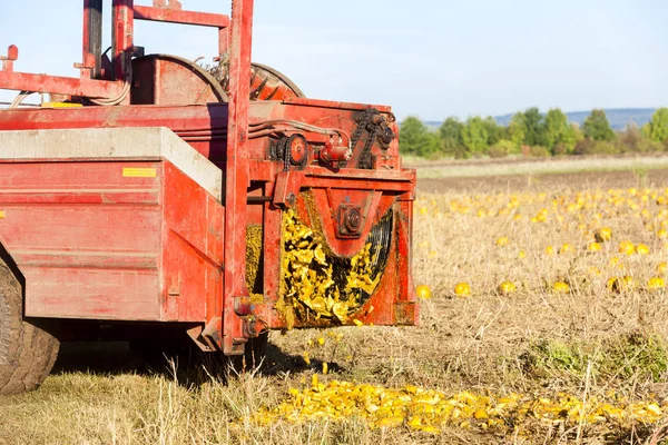 Zucca in autunno — Foto Stock