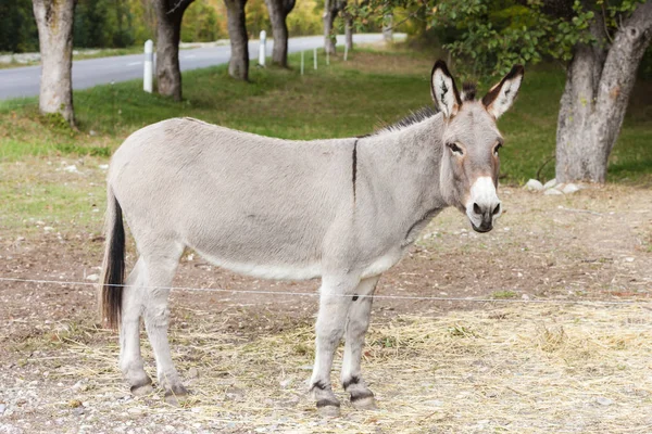 Donkey, Alpes de Haute Provence Departement, France — Stock Photo, Image