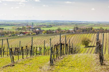 bahar bağ yakınındaki Retz, Avusturya
