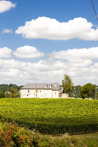 Виноградник, Журанкон, Франция — стоковое фото