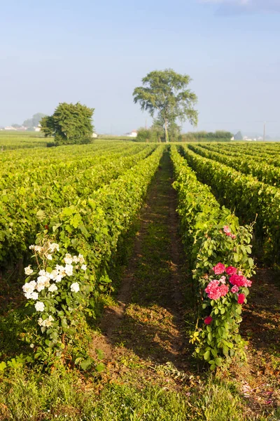 Vineyards near Saint-Emilion, Bordeaux, Francie — Stock Photo, Image