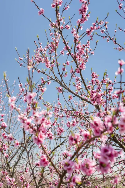 Detalj av blossom persika träd — Stockfoto