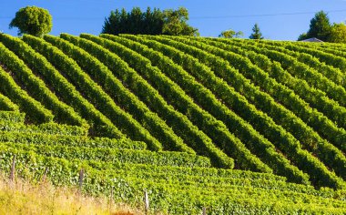 vineyard, Jurancon, France