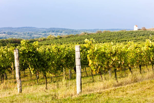 Viñedos en Znojmo, República Checa — Foto de Stock