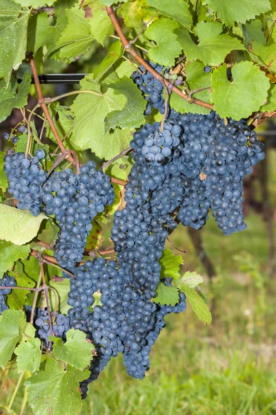 Detail van blauwe druiven — Stockfoto