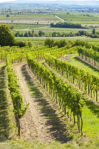 Виноградник, Retz, Австрія — стокове фото