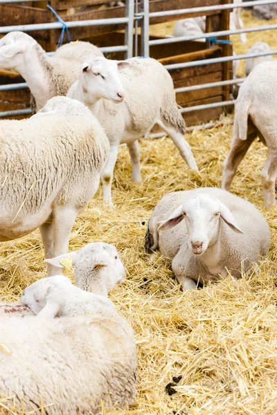 農場の羊 — ストック写真