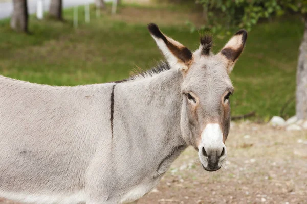 Donkey, Alpes de Haute Provence Departement, França — Fotografia de Stock