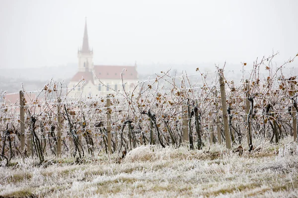Vignobles près de Konice, région de Znojmo, République tchèque — Photo