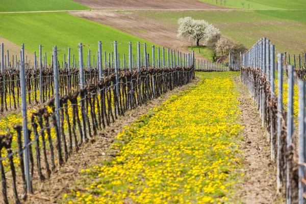 Viñedo de primavera cerca de Retz, Austria — Foto de Stock
