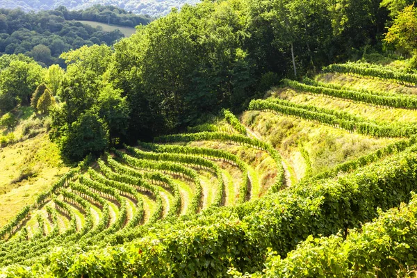 Vineyard, Jurancon, France — Stock Photo, Image