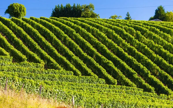 Weinberg, Jurancon, Frankreich — Stockfoto