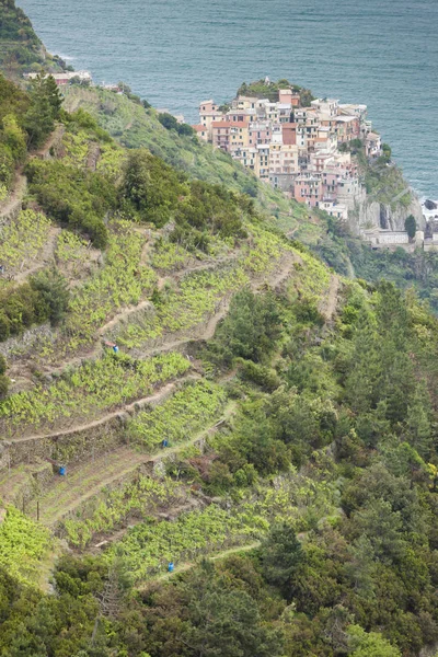 Vinhas na Costa, Cinque Terre, Itália — Fotografia de Stock