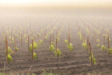 Saint-Emilion, Bordeaux, Francie yakınlarındaki üzüm bağları.