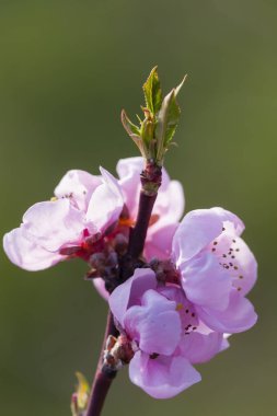 Şeftali çiçeği ağacının ayrıntı