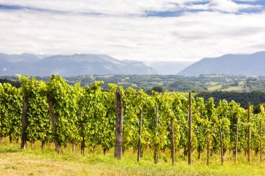vineyard, Jurancon, France