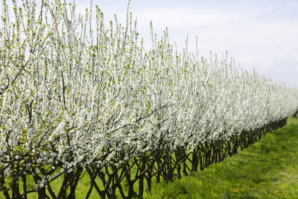 Kayısı orchard çiçeklenme — Stok fotoğraf