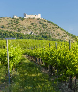 vineyards, castle Devicky, Palava, Moravia region, Czech Republi clipart
